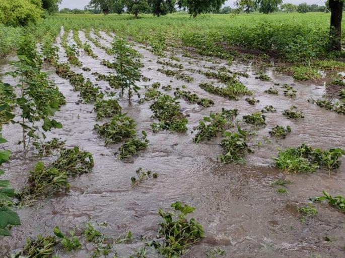 Fodder decay also reduced milk production | चारा सडल्याने दूध उत्पादनही घटले Fodder decay also reduced milk production | चारा सडल्याने दूध उत्पादनही घटले