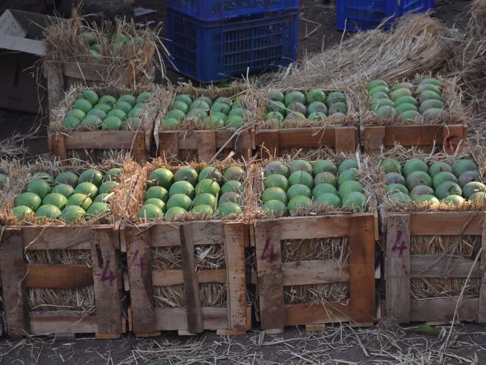 Ratnagiri: Waiting list for the Konkan Hapus GI rank | रत्नागिरी : कोकणचा हापूस जीआय मानांकनाच्या प्रतीक्षा यादीत Ratnagiri: Waiting list for the Konkan Hapus GI rank | रत्नागिरी : कोकणचा हापूस जीआय मानांकनाच्या प्रतीक्षा यादीत