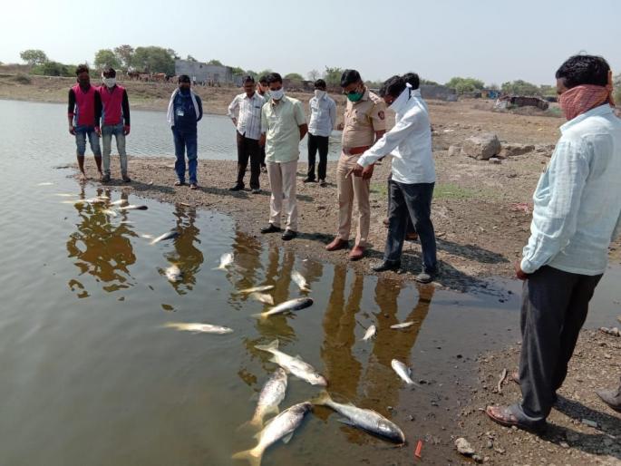 Death of fish in Lake Pazar near Shengola village | शेंगोळा गावाजवळील पाझर तलावात माशांचा तडफडून मृत्यू Death of fish in Lake Pazar near Shengola village | शेंगोळा गावाजवळील पाझर तलावात माशांचा तडफडून मृत्यू