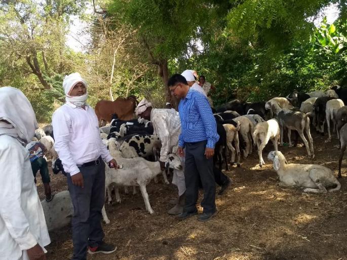 Three goats and three sheep have died due to the poisoning of food poisoning | लग्नातील शिळ्या अन्नाच्या विषबाधेने तीन शेळ्या व तीन मेंढ्या दगावल्या Three goats and three sheep have died due to the poisoning of food poisoning | लग्नातील शिळ्या अन्नाच्या विषबाधेने तीन शेळ्या व तीन मेंढ्या दगावल्या
