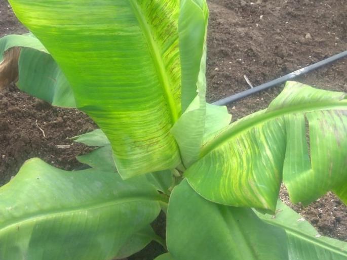 New banana plantations now at risk of CMV disease | केळीच्या नवीन लागवडीला आता सीएमव्ही रोगाचा धोका New banana plantations now at risk of CMV disease | केळीच्या नवीन लागवडीला आता सीएमव्ही रोगाचा धोका
