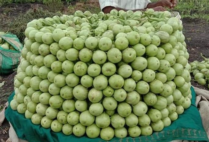 The disadvantage of agriculture was due to the loss of cultivation | तोट्याची शेती कुडची वांग्यामुळे आली फायद्यात The disadvantage of agriculture was due to the loss of cultivation | तोट्याची शेती कुडची वांग्यामुळे आली फायद्यात
