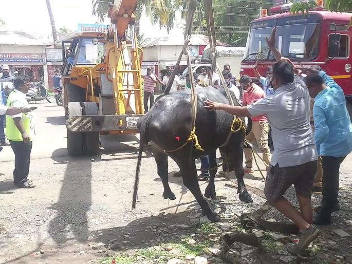 Rescue of buffalo in gutter, help of crane: Fire brigade, rescue from animal relief | गटारीत पडलेल्या म्हशीला वाचविले, क्रेनची मदत Rescue of buffalo in gutter, help of crane: Fire brigade, rescue from animal relief | गटारीत पडलेल्या म्हशीला वाचविले, क्रेनची मदत
