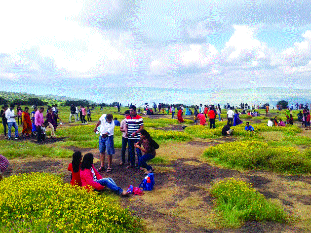 Thousands of tourists experience flowers | ६३ हजार पर्यटकांनी अनुभवला फुलोत्सव