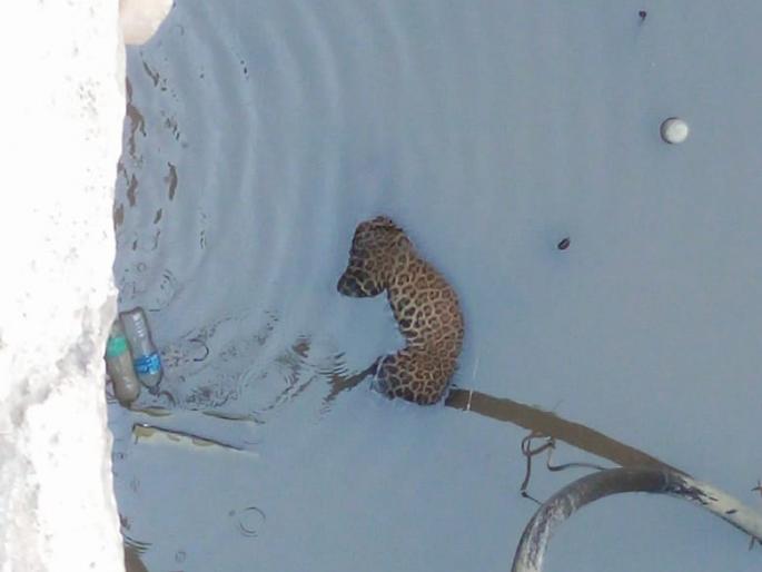 Dying of leopards lying in well in Talwade | तळवाडे येथे विहिरीत पडून बिबट्याचा मृत्यू  Dying of leopards lying in well in Talwade | तळवाडे येथे विहिरीत पडून बिबट्याचा मृत्यू