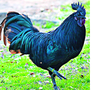 Speaking of small ... propaganda tightening with backing | लाघवी बोलणं... बॅकिंगच्या जोरावर प्रचार कडक Speaking of small ... propaganda tightening with backing | लाघवी बोलणं... बॅकिंगच्या जोरावर प्रचार कडक