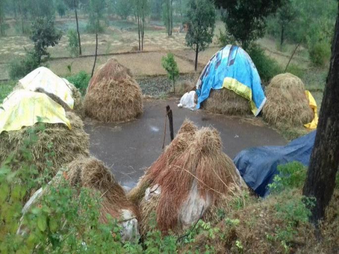 Crash of Okha: Rice loss in Surgana taluka | ओखीचा तडाखा : सुरगाणा तालुक्यात भाताचे नुकसान Crash of Okha: Rice loss in Surgana taluka | ओखीचा तडाखा : सुरगाणा तालुक्यात भाताचे नुकसान