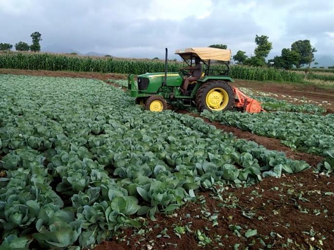 Trail of caviar due to kavidimol brother | कवडीमोल भावामुळे कोबीवर फिरविला ट्रॅक्टर Trail of caviar due to kavidimol brother | कवडीमोल भावामुळे कोबीवर फिरविला ट्रॅक्टर