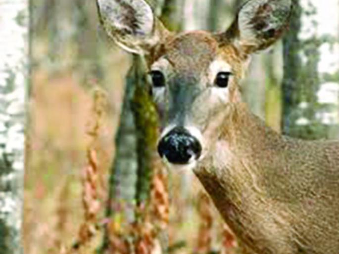 Hunting of 36 wild animals in Washim district throughout the year! | वाशिम जिल्ह्यात वर्षभरात ३६ वन्यप्राण्यांची शिकार ! Hunting of 36 wild animals in Washim district throughout the year! | वाशिम जिल्ह्यात वर्षभरात ३६ वन्यप्राण्यांची शिकार !