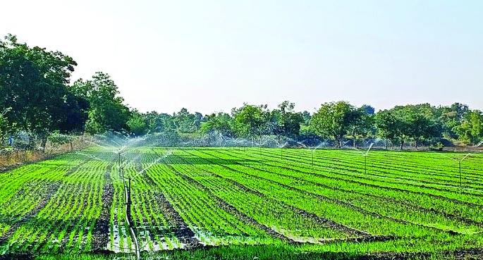 Farmer likes Gram than wheat for sowing | गव्हापेक्षा शेतकऱ्यांची हरभऱ्याला अधिक पसंती! Farmer likes Gram than wheat for sowing | गव्हापेक्षा शेतकऱ्यांची हरभऱ्याला अधिक पसंती!