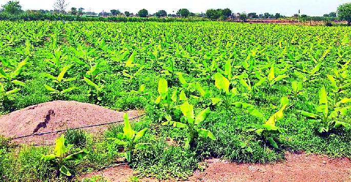  Struggling to save banana crop in summer | उष्णतामानात केळी पीक जगविण्यासाठी धडपड