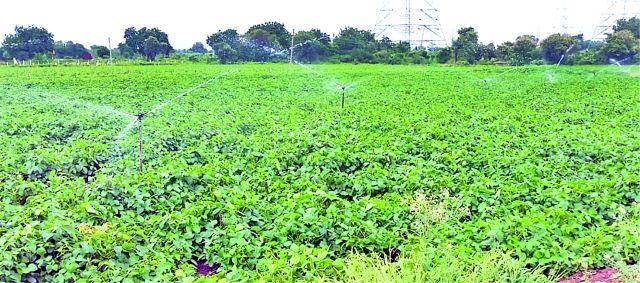 Soybean crop risk due to lack of rain | पावसाअभावी सोयाबीन पीक धोक्यात