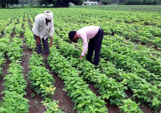 The beginning of the Magha Nakshatra; Crop conditions will remain good | पावसाच्या मघा नक्षत्राला सुरुवात; पिकांची स्थिती चांगली राहील