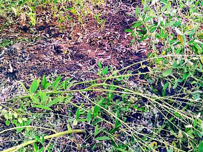 Diseases of wild animals, damaged vertical crops | वन्यप्राण्यांचा हैदोस, उभ्या पिकांचे नुकसान