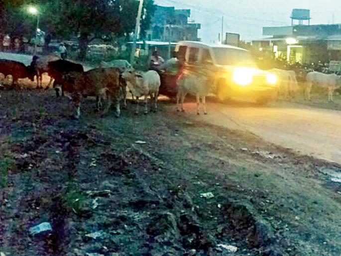 The main road on the ramparts | मुख्य मार्गावर मोकाट जनावरांचा वावर The main road on the ramparts | मुख्य मार्गावर मोकाट जनावरांचा वावर