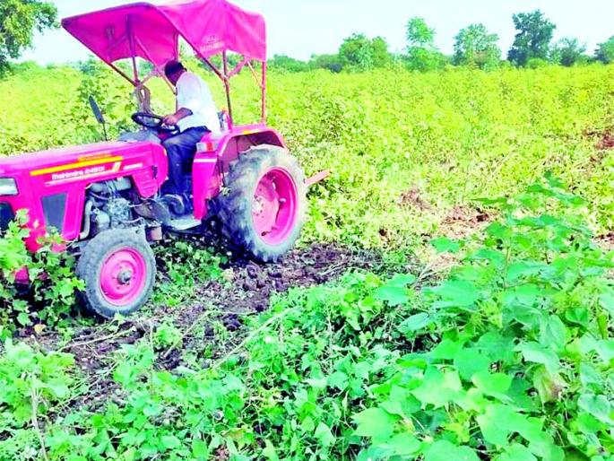 Rotavator rotated on eighteen acres of vertical cotton crop | अठरा एकर उभ्या कपाशी पिकावर फिरविला रोटावेटर Rotavator rotated on eighteen acres of vertical cotton crop | अठरा एकर उभ्या कपाशी पिकावर फिरविला रोटावेटर