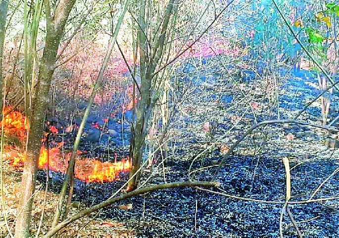 Three and a thousand trees suffer from fire | साडेतीन हजार वृक्षांना आगीची झळ