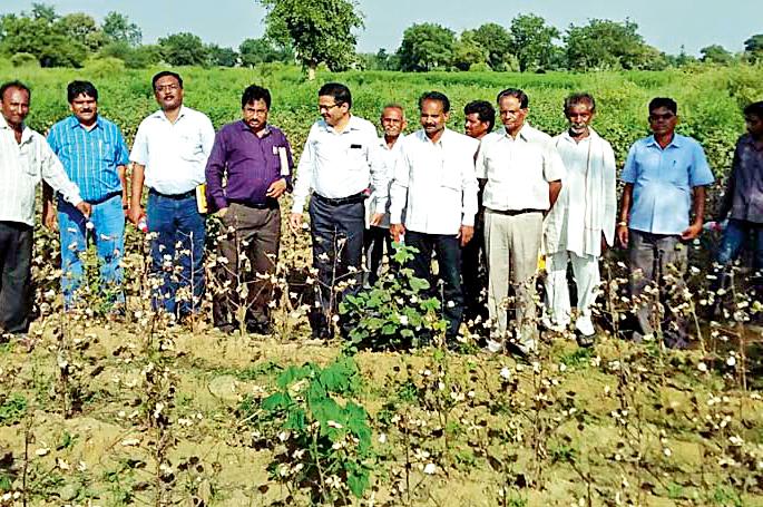 Fungal disease attack on cotton crop | कपाशी पिकावर बुरशीजन्य रोगाचा हल्ला Fungal disease attack on cotton crop | कपाशी पिकावर बुरशीजन्य रोगाचा हल्ला