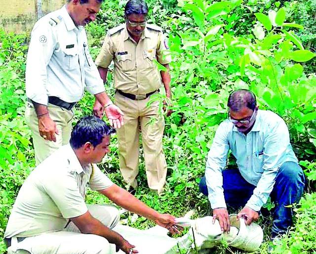 The kindness of the injured calf in the police station | पोलीसदादाला आली जखमी वासराची दया The kindness of the injured calf in the police station | पोलीसदादाला आली जखमी वासराची दया