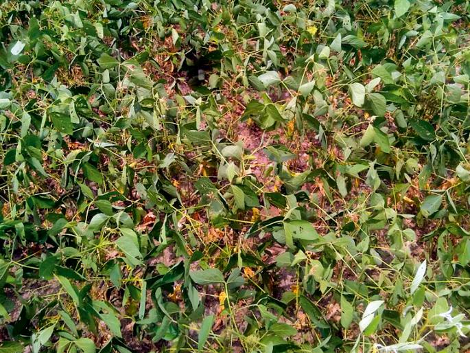 Outbreaks of cotton, soya bean | कपाशी, सोयाबीनवर अळ्यांचा प्रकोप Outbreaks of cotton, soya bean | कपाशी, सोयाबीनवर अळ्यांचा प्रकोप