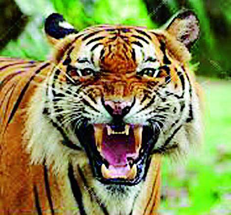 Tigers attacked the shepherd's goats | वाघाचा शेळ्यांच्या कळपावर हल्ला Tigers attacked the shepherd's goats | वाघाचा शेळ्यांच्या कळपावर हल्ला