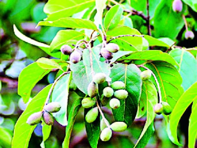 In the tree plantation drive, the traditional tree evacuates from the forest department | वृक्ष लागवड मोहिमेत पारंपरिक वृक्ष वनविभागाकडून बेदखल