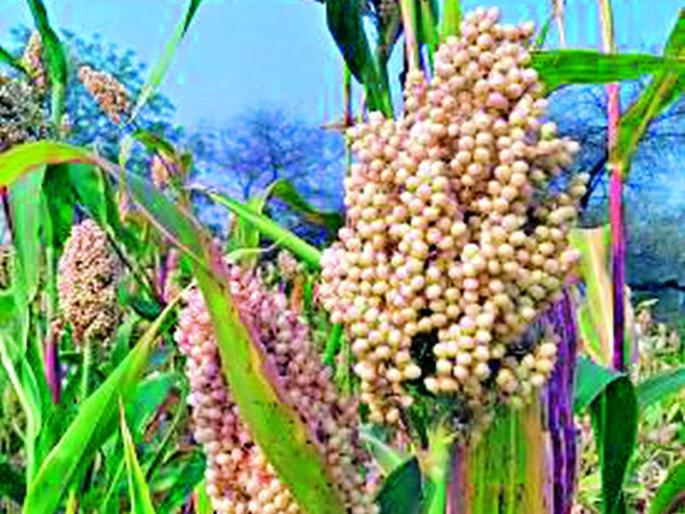 Sorghum procurement centers have not been opened | ज्वारी खरेदीची केंद्रे उघडलीच नाहीत Sorghum procurement centers have not been opened | ज्वारी खरेदीची केंद्रे उघडलीच नाहीत