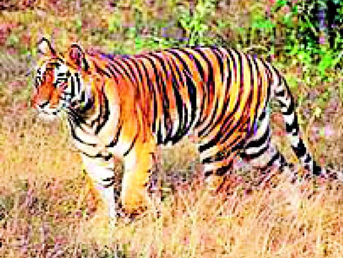 Tigers finally get rid of orders | ठार मारण्याच्या आदेशाने वाघग्रस्तांची अखेर सुटका Tigers finally get rid of orders | ठार मारण्याच्या आदेशाने वाघग्रस्तांची अखेर सुटका