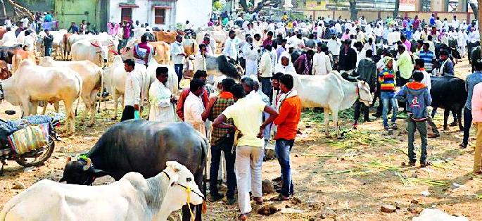 Bullocks fell in the drought | दुष्काळाने बैलबाजार पडला Bullocks fell in the drought | दुष्काळाने बैलबाजार पडला