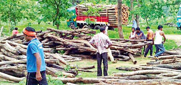 Holding the Garg trucks going to Hyderabad | हैद्राबादकडे जाणारे सागवान ट्रक ताब्यात