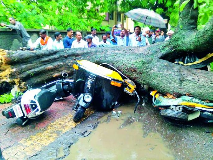 The tree fell apart | शाळेसमोरील झाड कोसळले The tree fell apart | शाळेसमोरील झाड कोसळले