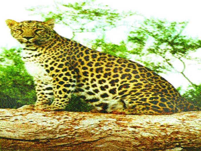 Child seriously injured in a leopard attack in Karanjangaon | करंजगाव येथे बिबट्याच्या हल्ल्यात बालक गंभीर Child seriously injured in a leopard attack in Karanjangaon | करंजगाव येथे बिबट्याच्या हल्ल्यात बालक गंभीर