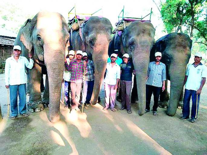 The elephant adoption scheme failed | हत्ती दत्तक योजना फसली The elephant adoption scheme failed | हत्ती दत्तक योजना फसली