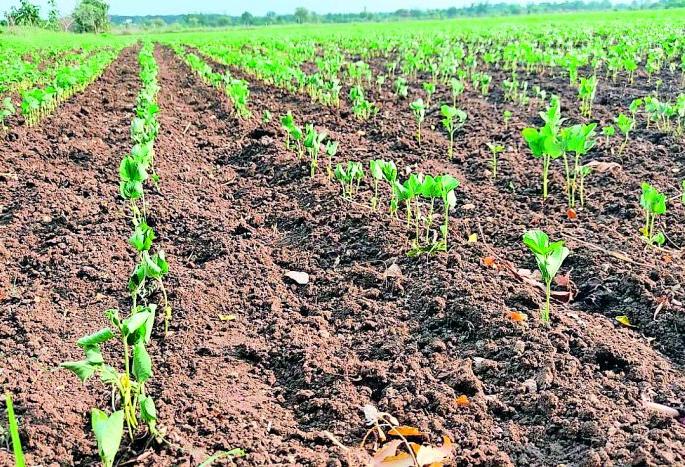 Crop coma, cloud of anxiety; Sowing in danger | पिके कोमात, चिंतेचे ढग; पेरण्या धोक्यात
