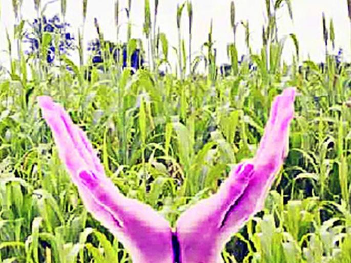 'Farmers poor, companies rich' in crop insurance | पीक विम्यात ‘शेतकरी कंगाल, कंपन्या मालामाल’ 'Farmers poor, companies rich' in crop insurance | पीक विम्यात ‘शेतकरी कंगाल, कंपन्या मालामाल’