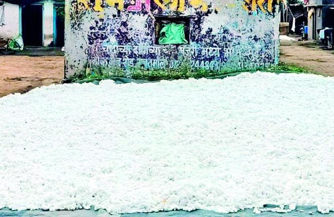 Soybean and cotton prices remained the same | सोयाबीन अन् कापसाचा भाव झाला एकच Soybean and cotton prices remained the same | सोयाबीन अन् कापसाचा भाव झाला एकच