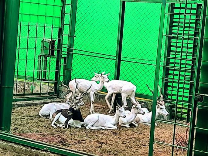 Now white, black and red deer will be seen in Gorewada | आता गोरेवाडा आंतरराष्ट्रीय प्राणी उद्यानात दिसणार पांढरे, काळे अन् लाल हरीण Now white, black and red deer will be seen in Gorewada | आता गोरेवाडा आंतरराष्ट्रीय प्राणी उद्यानात दिसणार पांढरे, काळे अन् लाल हरीण