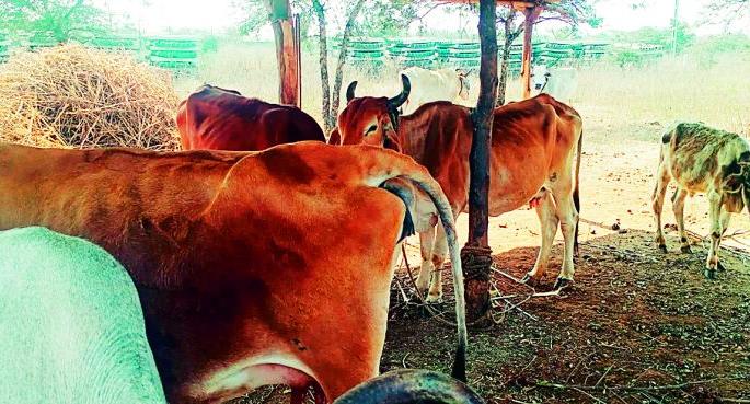 Poisonous pollution; Chemical contaminated water, lumps on the limbs, fear of cancer | प्रदूषणाची विषारी मगरमिठी; रसायनमिश्रीत पाण्याचा कहर, अंगावर गाठी, कॅन्सरची भीती Poisonous pollution; Chemical contaminated water, lumps on the limbs, fear of cancer | प्रदूषणाची विषारी मगरमिठी; रसायनमिश्रीत पाण्याचा कहर, अंगावर गाठी, कॅन्सरची भीती