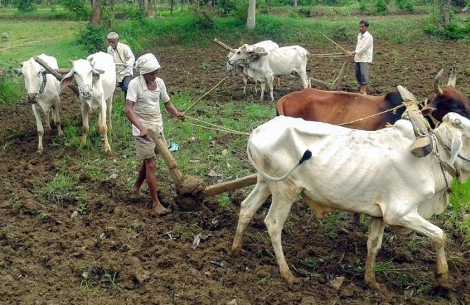 Crop insurance is brought down by one crore farmers in the state | राज्यातील एक कोटी शेतकऱ्यांनी उतरविला पीक विमा Crop insurance is brought down by one crore farmers in the state | राज्यातील एक कोटी शेतकऱ्यांनी उतरविला पीक विमा