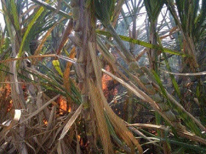 Five acres of sugarcane burned up | पाच एकर ऊस जळून खाक Five acres of sugarcane burned up | पाच एकर ऊस जळून खाक