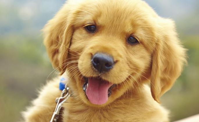 Effective vaccines will be created on the infection of dogs | कुत्र्यांपासून होणाऱ्या संसर्गावर प्रभावी लस तयार होणार Effective vaccines will be created on the infection of dogs | कुत्र्यांपासून होणाऱ्या संसर्गावर प्रभावी लस तयार होणार