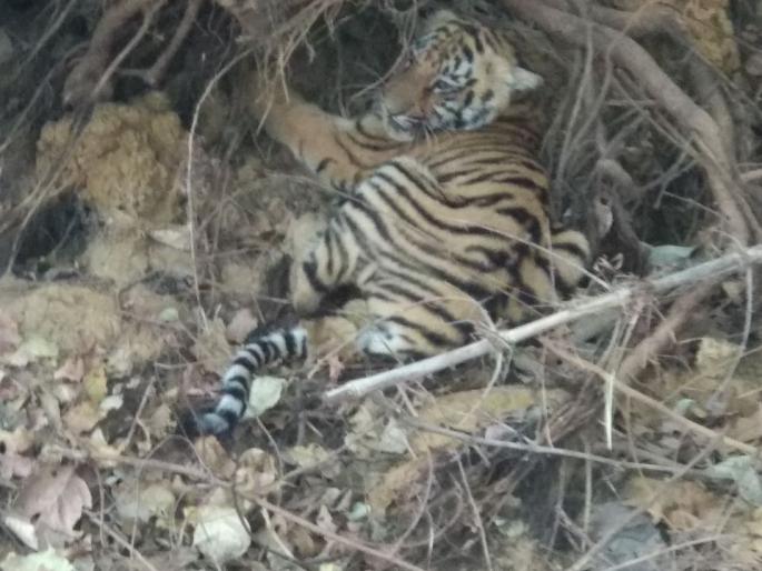 In the Chandrapur district, the tigress roaming with two turtles | चंद्रपूर जिल्ह्यात वाघिणीने दोन बछड्यांसह दिले दर्शन In the Chandrapur district, the tigress roaming with two turtles | चंद्रपूर जिल्ह्यात वाघिणीने दोन बछड्यांसह दिले दर्शन