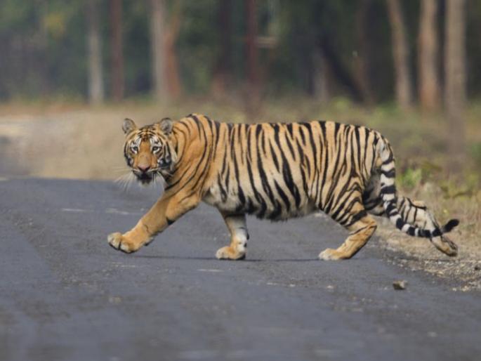 six-hour walks of the tiger on the Halada-Bodda road in Chandrapur district | चंद्रपूर जिल्ह्यातील हळदा-बोडधा रस्त्यावर वाघाचा सहा तास डेरा