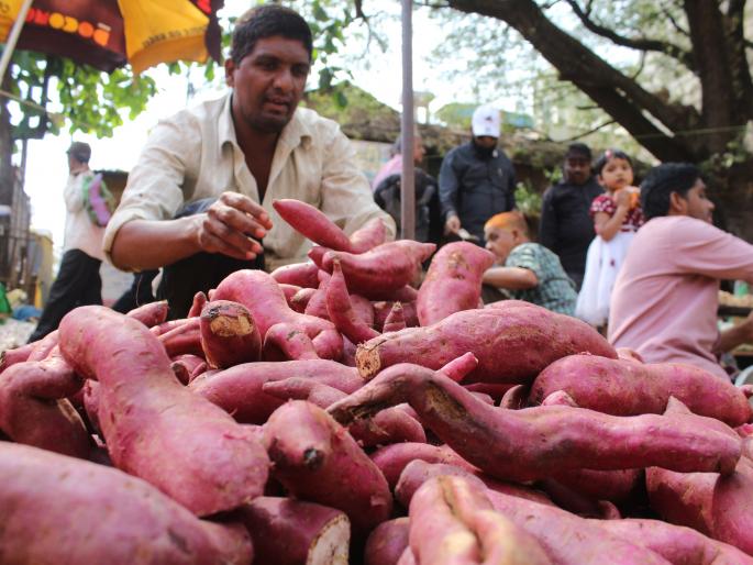 The market has flourished due to the use of sweet potato, dates, fruits, and marathi navratras. The vegetables are stable | कोल्हापूर : रताळी, खजूर, फळांना मागणी, शारदीय नवरात्रौत्सवामुळे बाजार फुलला; भाज्या स्थिर The market has flourished due to the use of sweet potato, dates, fruits, and marathi navratras. The vegetables are stable | कोल्हापूर : रताळी, खजूर, फळांना मागणी, शारदीय नवरात्रौत्सवामुळे बाजार फुलला; भाज्या स्थिर