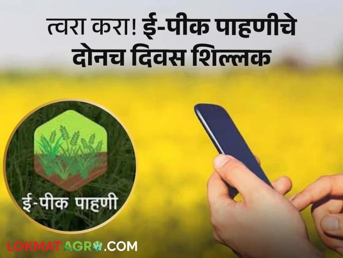 E-Pik Pahani 2 days left for E-Pik Pahani Failure to do so will not result in compensation | E-Pik Pahani : ई-पीक पाहणीसाठी २ दिवस शिल्लक! न केल्यास मिळणार नाही नुकसानीची भरपाई E-Pik Pahani 2 days left for E-Pik Pahani Failure to do so will not result in compensation | E-Pik Pahani : ई-पीक पाहणीसाठी २ दिवस शिल्लक! न केल्यास मिळणार नाही नुकसानीची भरपाई