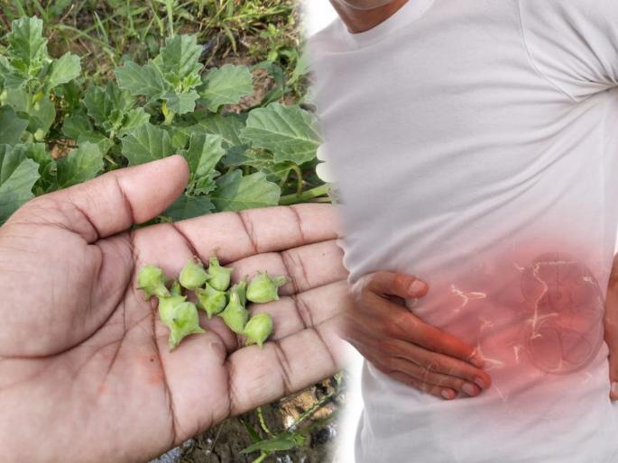 Aryuved doctor Aishwarya Santosh tells about Gokshura benefits for kidney stone | काही दिवसात किडनी स्टोन बाहेर काढेल हे खास पाणी, आयुर्वेद डॉक्टरने सांगितली पिण्याची पद्धत Aryuved doctor Aishwarya Santosh tells about Gokshura benefits for kidney stone | काही दिवसात किडनी स्टोन बाहेर काढेल हे खास पाणी, आयुर्वेद डॉक्टरने सांगितली पिण्याची पद्धत