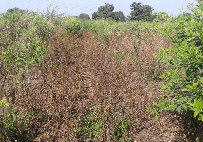 Farmers in trouble; How to pay for Rabbi sowing? | शेतकरी अडचणीत; रब्बी पेरणीचा खर्च भागविणार कसा? Farmers in trouble; How to pay for Rabbi sowing? | शेतकरी अडचणीत; रब्बी पेरणीचा खर्च भागविणार कसा?