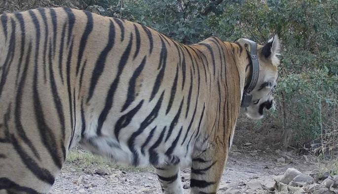 Tigress from Madhya Pradesh came to Melghat | मध्यप्रदेशातील वाघीण आली मेळघाटातील अंबाबरवात