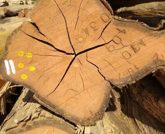 Nails and bindi that tell the identity of Teak wood in Melghat | मेळघाटातील सागवानाची ओळख सांगणारे खिळे आणि बिंदी
