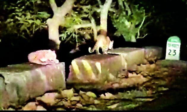 The sight of the leopards on the Chikhaldara road; Beas till Motha village | चिखलदरा मार्गावर बिबट्यांचे दर्शन; मोथा गावापर्यंत अस्वल